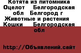 Котята из питомника.Оцелот. - Белгородская обл., Белгород г. Животные и растения » Кошки   . Белгородская обл.